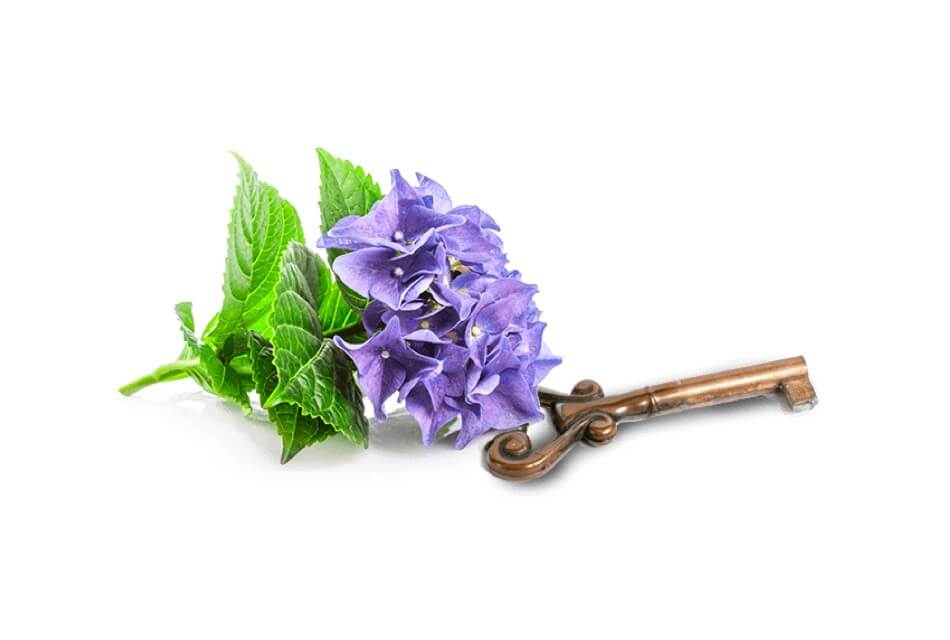 A purple hydrangea flower with green leaves next to an antique gold key